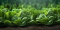 Japanese Spinach Garden, Nutritional Powerhouse, Ingredient for Delicious Recipes