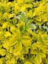 Japanese spindle in different shades of green