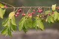 Japanese spindle Euonymus japonicus. Royalty Free Stock Photo