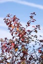 Japanese spindle Euonymus japonicus. Royalty Free Stock Photo