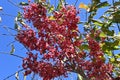 Japanese spindle tree berries. Royalty Free Stock Photo