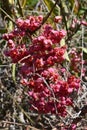 Japanese spindle tree berries. Royalty Free Stock Photo