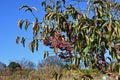 Japanese spindle tree berries. Royalty Free Stock Photo