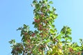 Japanese spindle tree berries. Royalty Free Stock Photo