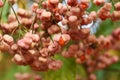 Japanese spindle tree berries Royalty Free Stock Photo