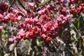 Japanese spindle tree berries. Royalty Free Stock Photo