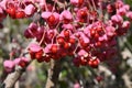 Japanese spindle tree berries. Royalty Free Stock Photo