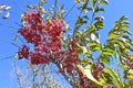 Japanese spindle tree berries. Royalty Free Stock Photo