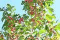 Japanese spindle tree berries. Royalty Free Stock Photo