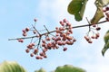 Japanese spindle tree berries Royalty Free Stock Photo