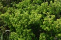 Japanese spindle tree Euonymus japonica Royalty Free Stock Photo