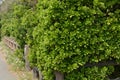 Japanese spindle tree Euonymus japonica Royalty Free Stock Photo