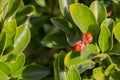 Japanese Spindle Tree Fruits in Winter, natural background of leaves of Euonymus japonicus Royalty Free Stock Photo