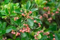 Japanese Spindle Tree Fruits in Winter, natural background of green leaves of Euonymus japonicus Royalty Free Stock Photo