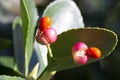 Japanese Spindle Tree Fruits in Winter selective focus Royalty Free Stock Photo