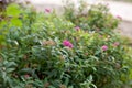 Japanese spirea blooms in the garden Royalty Free Stock Photo