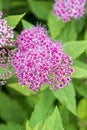 Japanese spirea blooms in the garden Royalty Free Stock Photo