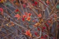 Japanese spirea bush in spring, the leaves on the rust begin to grow. Royalty Free Stock Photo