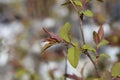 Japanese spirea Double Play Blue Kazoo