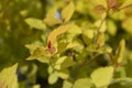 Japanese Spirea Firelight Royalty Free Stock Photo