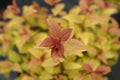 Japanese spirea Firelight Royalty Free Stock Photo