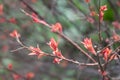 Japanese spirea Firelight leaves on the branch. Spring and first leaves Royalty Free Stock Photo