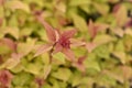 Japanese spirea Firelight Royalty Free Stock Photo