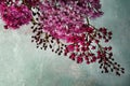 Japanese spirea flower cluster
