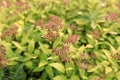 Japanese spirea on lawn