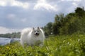 Japanese Spitz Royalty Free Stock Photo
