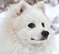 Japanese spitz Royalty Free Stock Photo