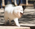 Japanese Spitz is a breed of spitz dogs from Japan
