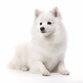 Japanese spitz dog close up portrait isolated on white background. Cute pet, loyal friend, Royalty Free Stock Photo