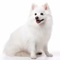 Japanese spitz dog close up portrait isolated on white background. Cute pet, loyal friend, Royalty Free Stock Photo