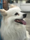 Japanese spitz Royalty Free Stock Photo
