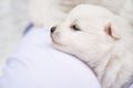 Japanese Spitz puppy on man's shoulder. cute white fluffy dogs.