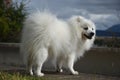 Japanese Spitz, side view