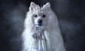 White fluffy Japanese Spitz king Simba portrait in a silver crown royal style
