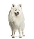 Japanese Spitz sitting against white background