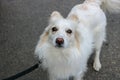 Japanese Spitz White Dog