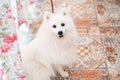 Japanese Spitz. white purebred dog. pet