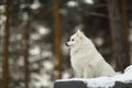 Japanese spitz Royalty Free Stock Photo