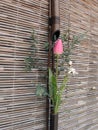 Japanese spring flower arrangement Royalty Free Stock Photo