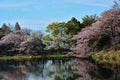 Japanese Spring Landscape of White Cherry Blossoms reflections Royalty Free Stock Photo