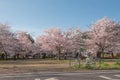 Japanese spring scenic with cherry blossom, Arashiyama, Kyoto Royalty Free Stock Photo