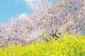 Japanese spring scenics