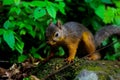 Japanese Squirrel-Sciurus lis Royalty Free Stock Photo