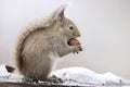 Japanese squirrel (Sciurus lis) in Japan Royalty Free Stock Photo