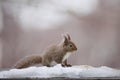 Japanese squirrel (Sciurus lis) in Japan Royalty Free Stock Photo