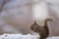 Japanese squirrel (Sciurus lis) in Japan Royalty Free Stock Photo